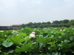 -荷塘月色湿地公园·向阳花洲