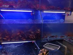 -虾铺子龙虾·私房菜(金源花苑店)