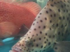-凯华海鲜火锅·传承三十六年