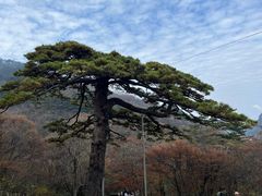 -黄山风景区