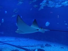 -烟台海昌鲸鲨海洋公园