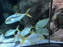 -大连圣亚海洋世界
