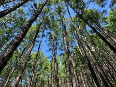 -莫尔道嘎国家森林公园