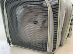 -北京观赏动物医院·24小时大型综合·猫专科·异宠专科