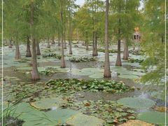 -池杉湖湿地公园