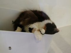 -猫冇咖·家门口的撸猫馆(大融城店)