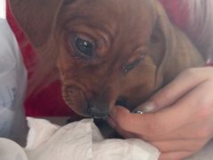 -佳雯宠物医院·皮肤科·内外科(春晓路分院)