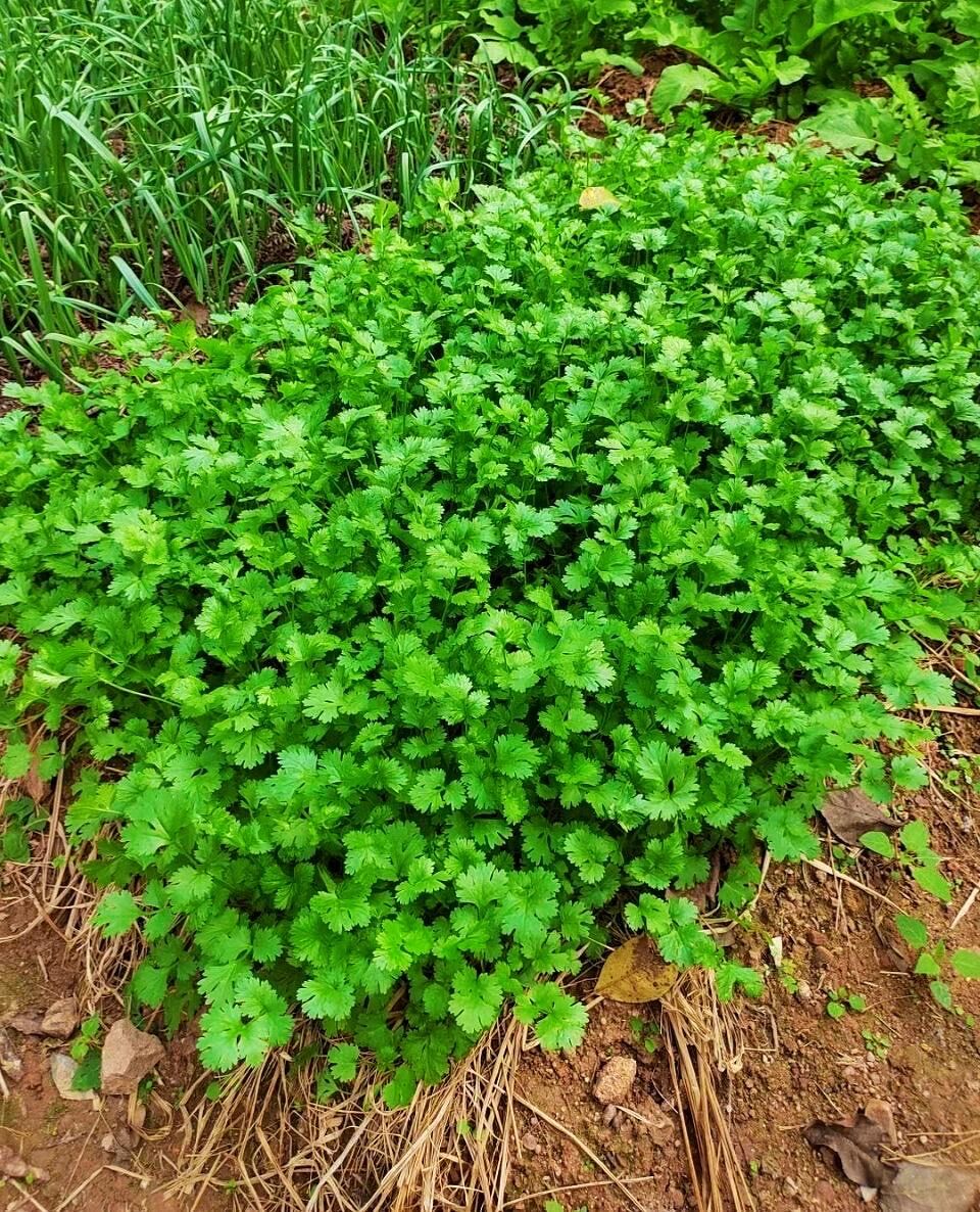 为什么不吃香菜