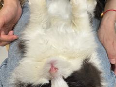 -楼上猫咖(罗湖店)