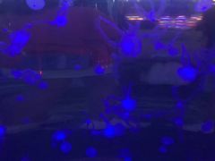-顺德南宏海立方海洋公园