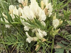 -蒙亨·手把肉·蒙古包文化主题餐厅(天恒广场店)