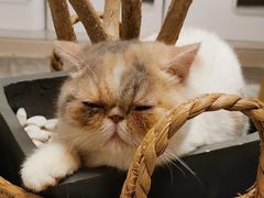 -More Fun猫咖 二十只万元加菲主题