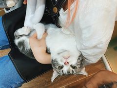 -猫大福·Fortune Cat猫舍(百子湾店)