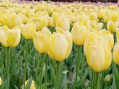 -咸阳湖景区-统一广场