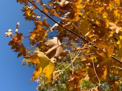 -永定河休闲森林公园