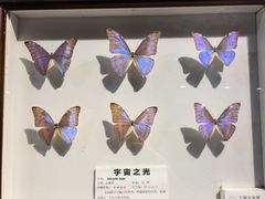 -上海大自然野生昆虫馆(东方明珠·爬宠昆虫探索中心)