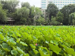 -莲湖公园