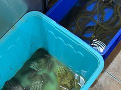 -8号蒸饺精品炖鸽子(康特商街店)