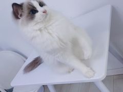 -喵的天空名猫咖啡馆·撸猫·猫舍·用品