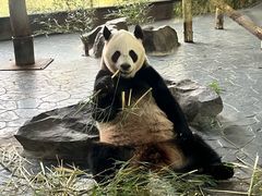 -上海野生动物园