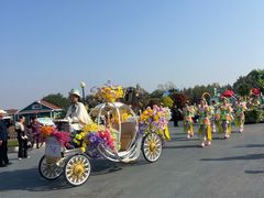 -荷兰花海