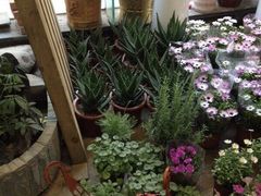 -双季花艺园艺市场(浦东店)