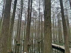 -渌洋湖湿地公园