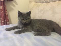 -佳怡动物医院·平价24小时·猫专科骨外科