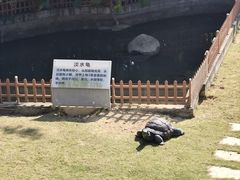 -广东惠东海龟国家级自然保护区