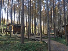 -黄海国家森林公园