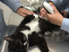 -汪喵宠物医院·骨科心脏影像·犬猫急重症ICU诊疗中心(成华分院)