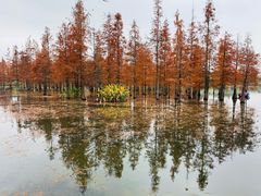 -白鹭湾湿地公园