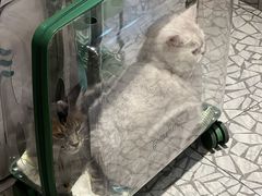 -momokira米努特·德文卷毛猫·棉花面纱犬