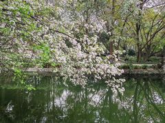 -棠湖公园