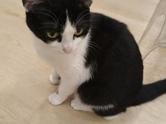 -有喵·猫咖·狗咖·30几只猫10只小狗(岗厦店)