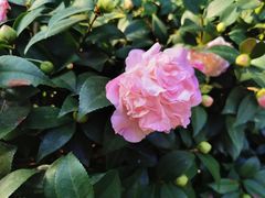 -The Flowers Coffee(南山店)