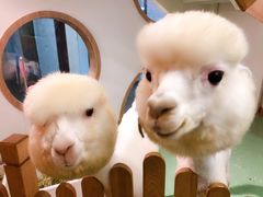 -藦茜花园宠物主题亲子互动体验馆(国顺东路店)