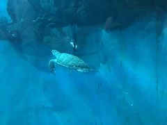 -苏州海洋馆
