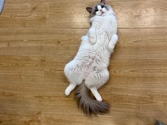 -有喵·猫咖·狗咖·30几只猫10只小狗(岗厦店)