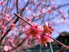 -望江楼公园