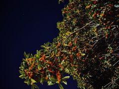 -星巴克臻选(成都宽窄巷子店)