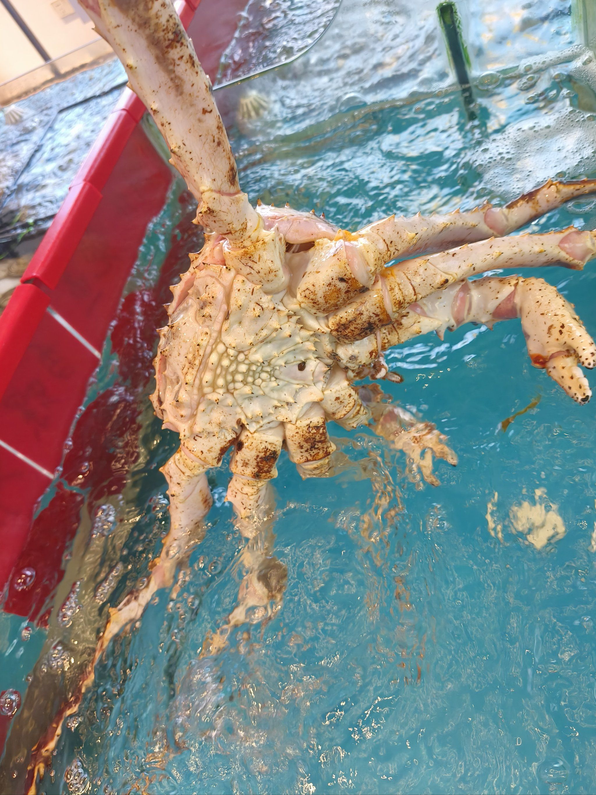 帝王蟹的魅力诱惑