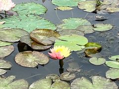 -池杉湖湿地公园