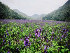 -广州市石门国家森林公园