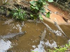-海南热带野生动植物园