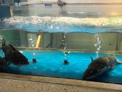 -大河宴·椒麻鱼火锅(米东区店)