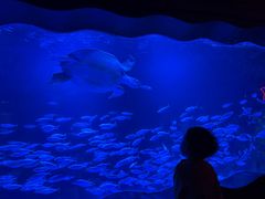 -太平洋海底世界