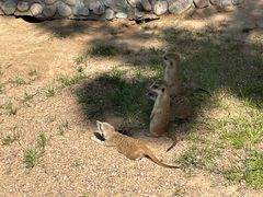 -西霞口神雕山野生动物世界