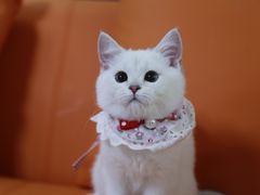 -lincat·猫舍(广州店)