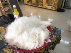 -平行世界·猫咖(首经贸店)
